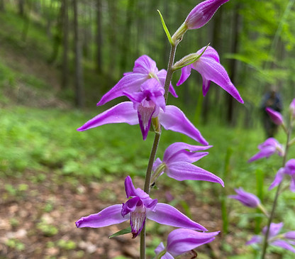 Randen- Hasenbuck-Hagenturm 2021-07.jpg