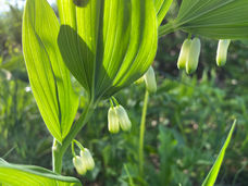 Reko Orchideenlehrpfad 2023-05-05 (1).jpeg