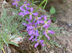 WP Binntal 2023-06-15 (13).jpeg