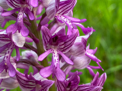 Reko Orchideenlehrpfad 2023-05-05.jpeg