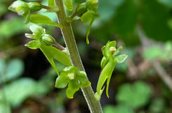 Reko Ruinaulta 2023-05-06.jpeg