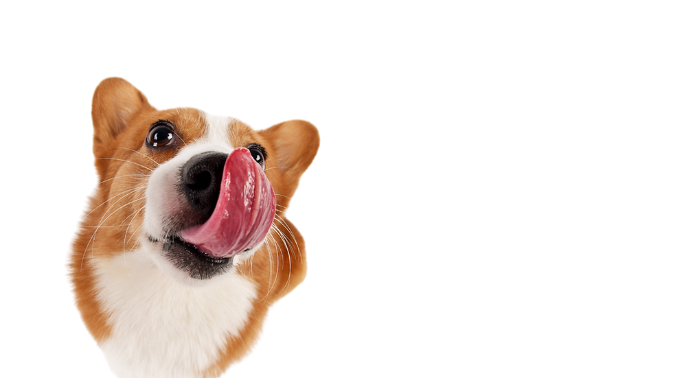 Raw Dog Food Ottawa AllNatural, Organic Pet Food