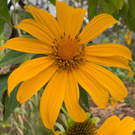 Psicologia Positiva Entendendo o conceito  