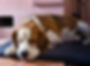 sleeping dog