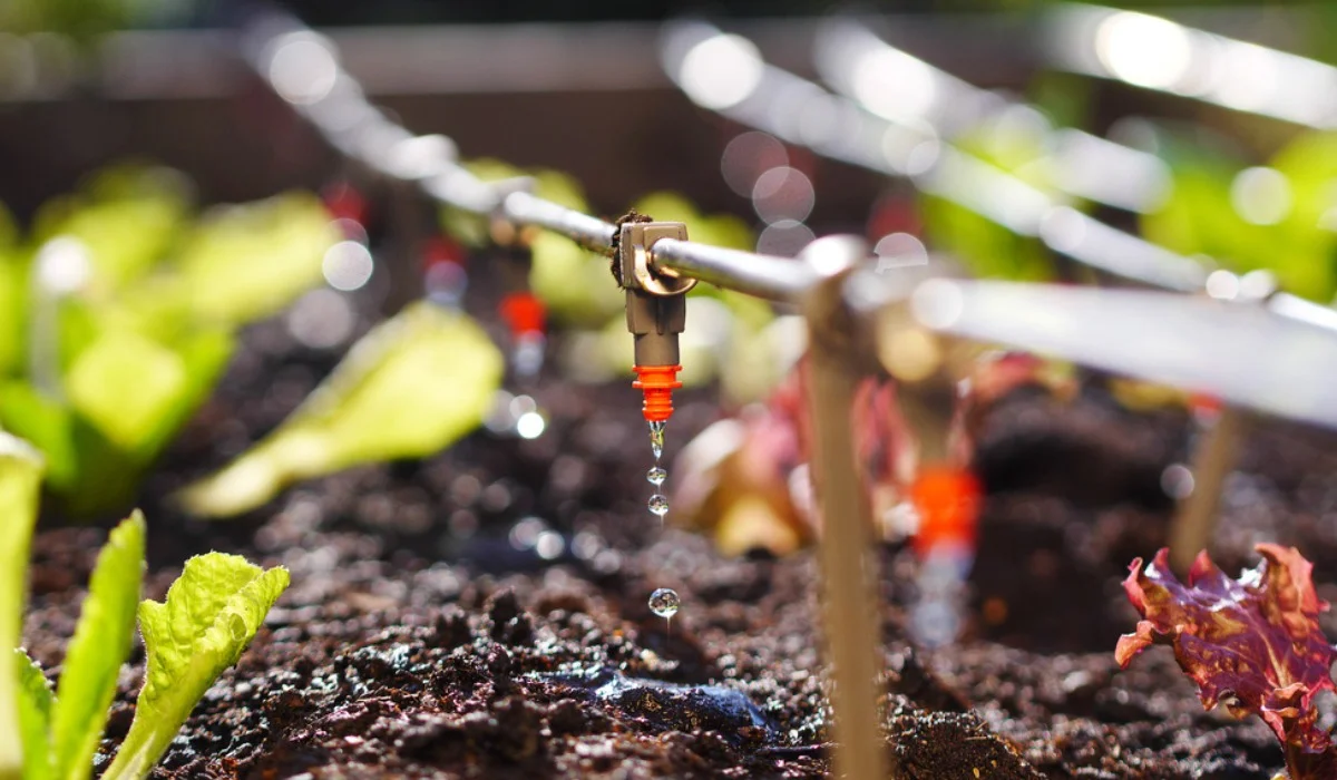 DRIP-IRRIGATION-FEATURE-compressed.jpg.webp