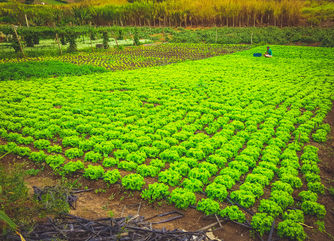 Plantação de alface.jpg