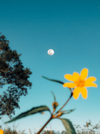 Lua e flor 2.jpg