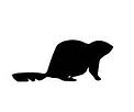 Beaver