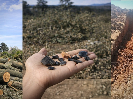 Magú: el bosque otomí acorralado por la urbanización y el despojo