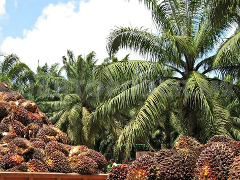 Monocultivos: una amenaza para las comunidades