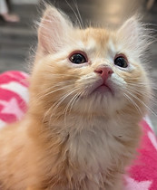 ragamuffin kittens for adoption