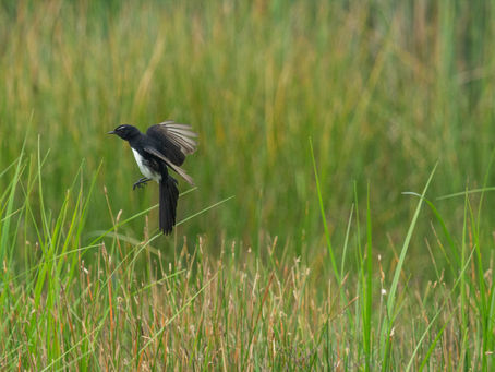 Palm Beach Garden Library celebrates World Wetlands Day with Riverbend Park