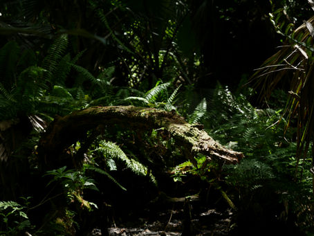 Overlooked and unprotected: South Florida's creatures need help