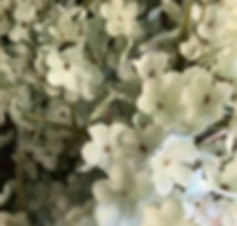 Sage Green Baby's Breath.jpg