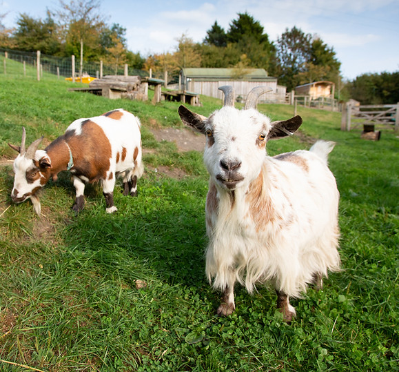 Vobster Farm. Sept 2020-182.jpg