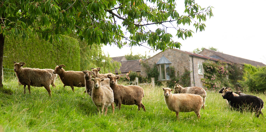 Vobster Farm animals. Sept 2020-24.jpg