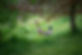 _FLA0475 runner duck mallard shade 2.jpg