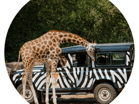 Adventures for the whole family at Longleat Safari Park, 30 minute drive from Upper Vobster Farm