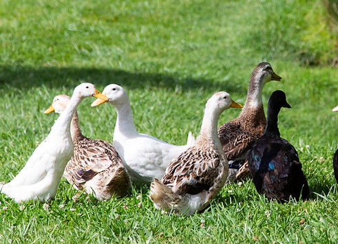 Vobster Farm animals. Sept 2020-40.jpg