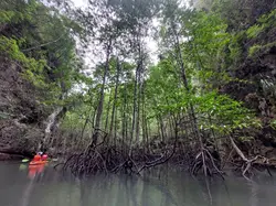 krabi-ao-thalane-mangrove-forest-1