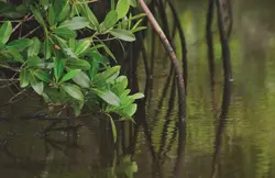 krabi-ao-thalane-mangrove-forest-2