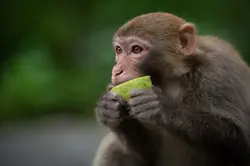 ao-thalane-monkey-feeding