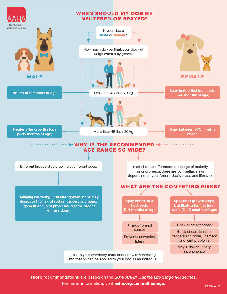 Canine spay and neuter informational graphic