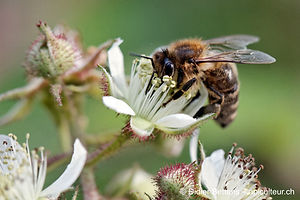 Abeille butinant une fleur blanche