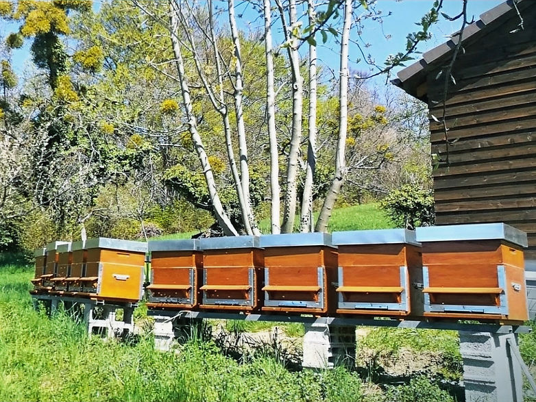 Ruches orange alignées sur un banc sous des bouleaux, au printemps