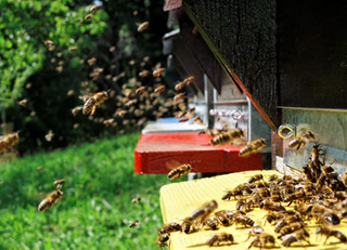 Informations Apicoles Photographies D Apiculture Miel Suisse Apiculteur Ch Informations Apicoles Photographies D Apiculture Miel Suisse Apiculteur Ch