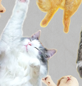 実録猫,cat,猫,御朱印,御朱印女子,御朱印帳,歌川国芳,浮世絵,御朱印,御朱印ガール