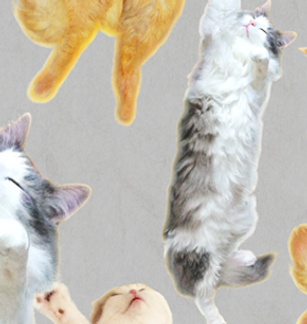 実録猫,cat,猫,御朱印,御朱印女子,御朱印帳,歌川国芳,浮世絵,御朱印,御朱印ガール