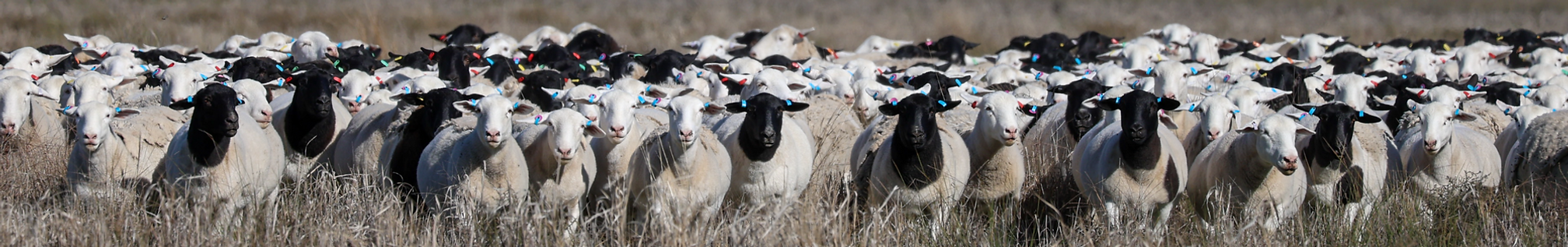 Australian Beef & Lamb Company lambs