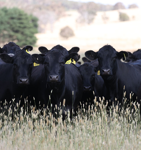Australian Beef & Lamb Company Cattle
