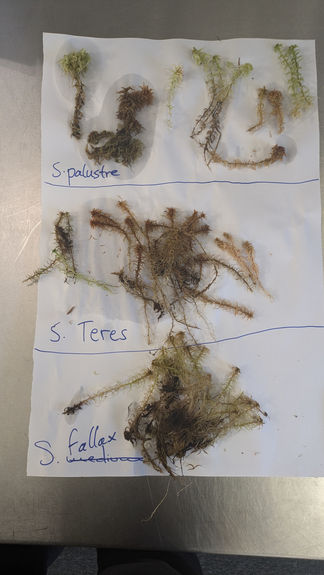 Several identified Sphagnum mosses laid out on paper and labelled with their species.