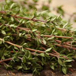 Thyme