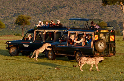 Landcruiser surrounded by lions in Maasai Mara. Marcia Moore