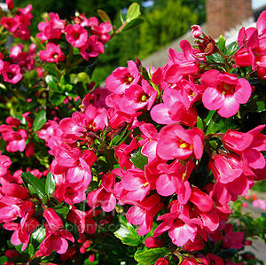 Bougainvillea