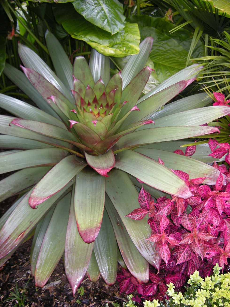 Alcanterea imperialis