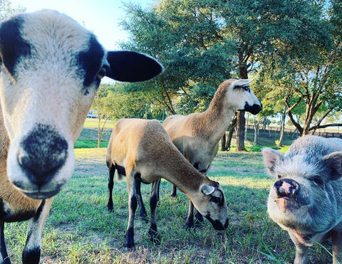 luxury wedding venue texas