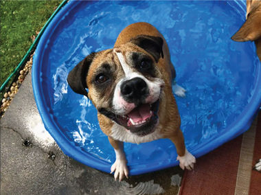 Rosie - a Rover pup that stayed with us.