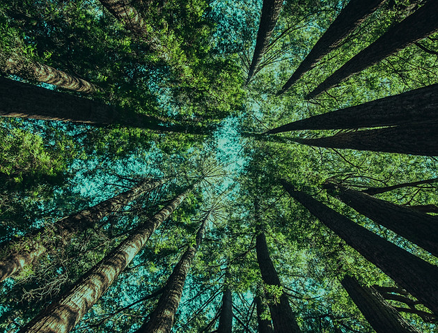 lgbtq trees forest