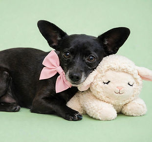 Foster Pet Available for Adoption