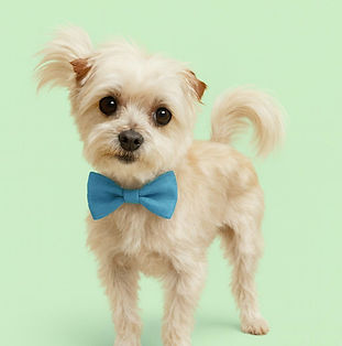 Foster Dog Available for Adoption