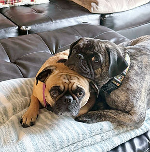 Success story of two adopted foster dogs