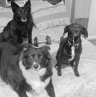 Success story of adopted foster dog