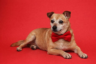 Foster Dog Available for Adoption