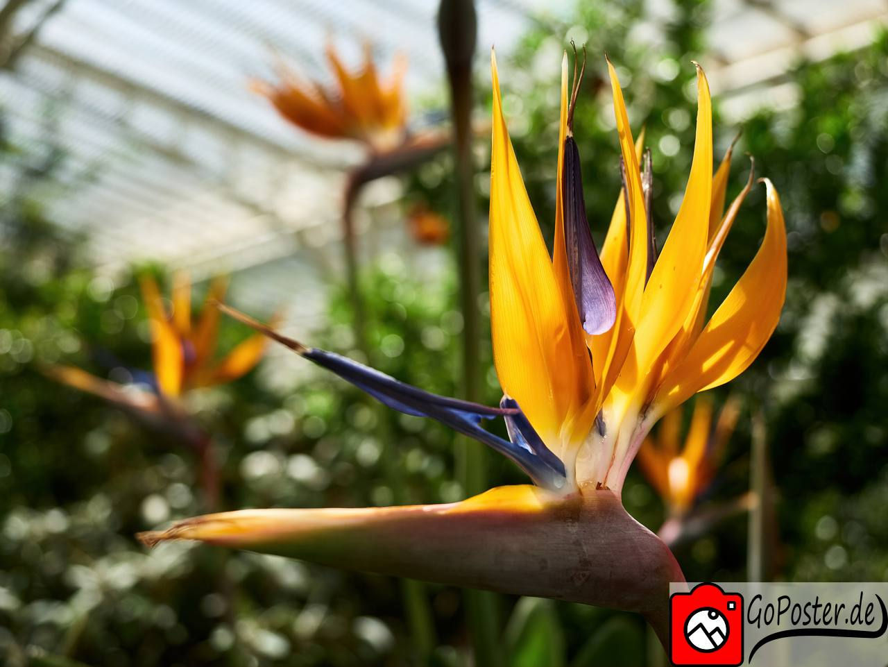 Papageienblume (Poster)