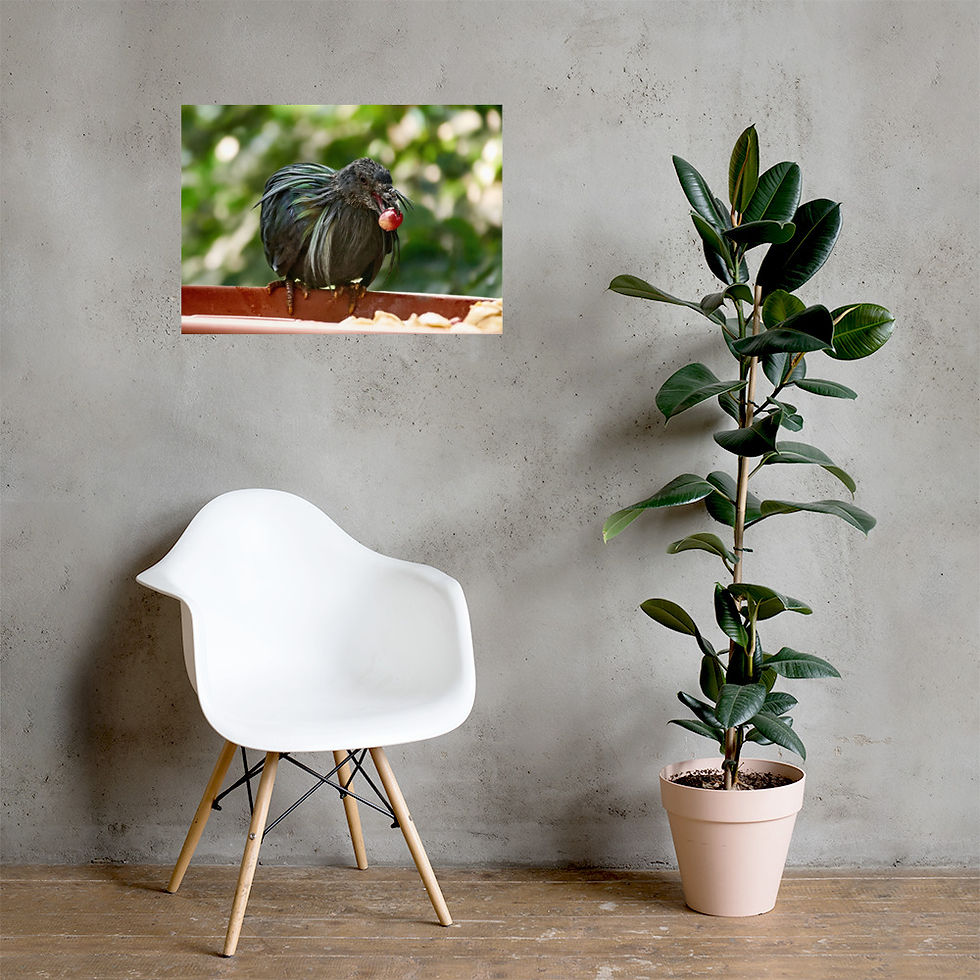 Miniaturbild: Tropenvogel mit Traube (Poster)