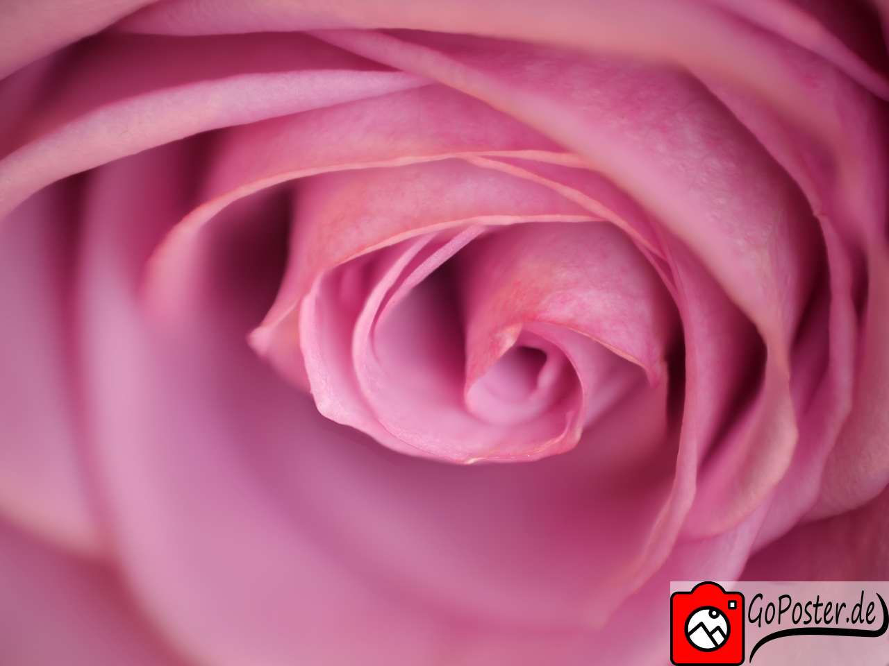 Detalierte Nahaufnahme Rose (Poster)